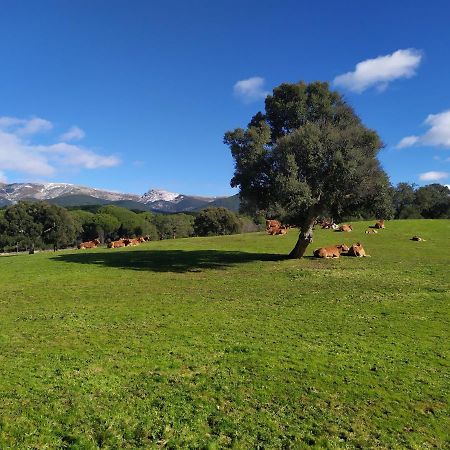 La Encina Del Abuelo La Adrada Exterior foto